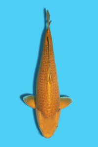 CH015